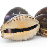 Arabian Cowries