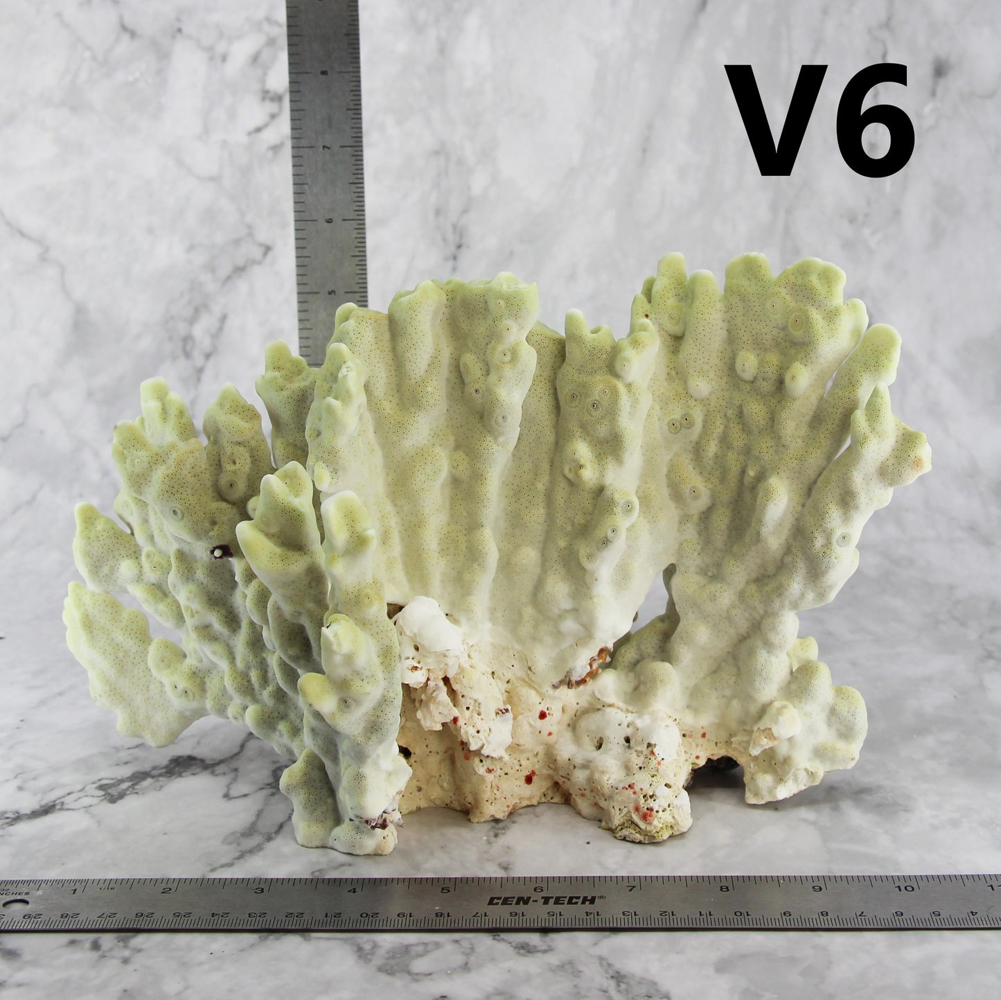 Fire Slab Coral 10-12"