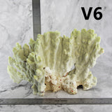 Fire Slab Coral 10-12"