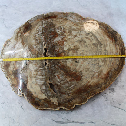 Petrified Wood Slabs 20-28"