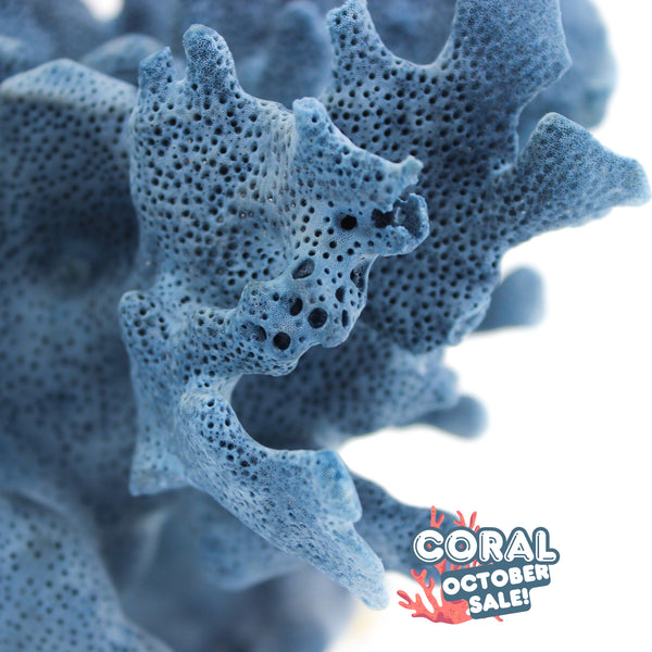 coralcoralページ Blue Coral 5-7