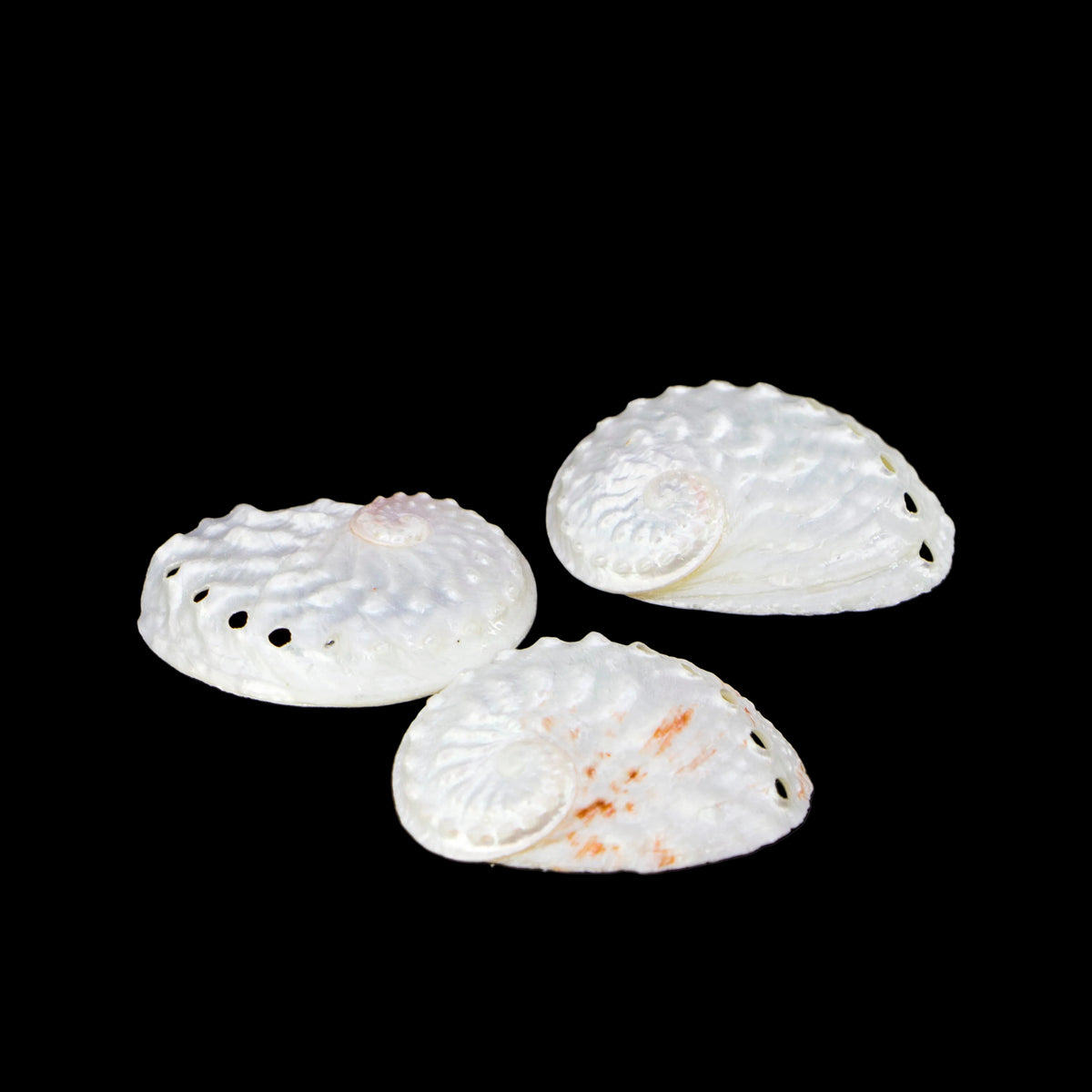Oval Abalone 2-2.5"