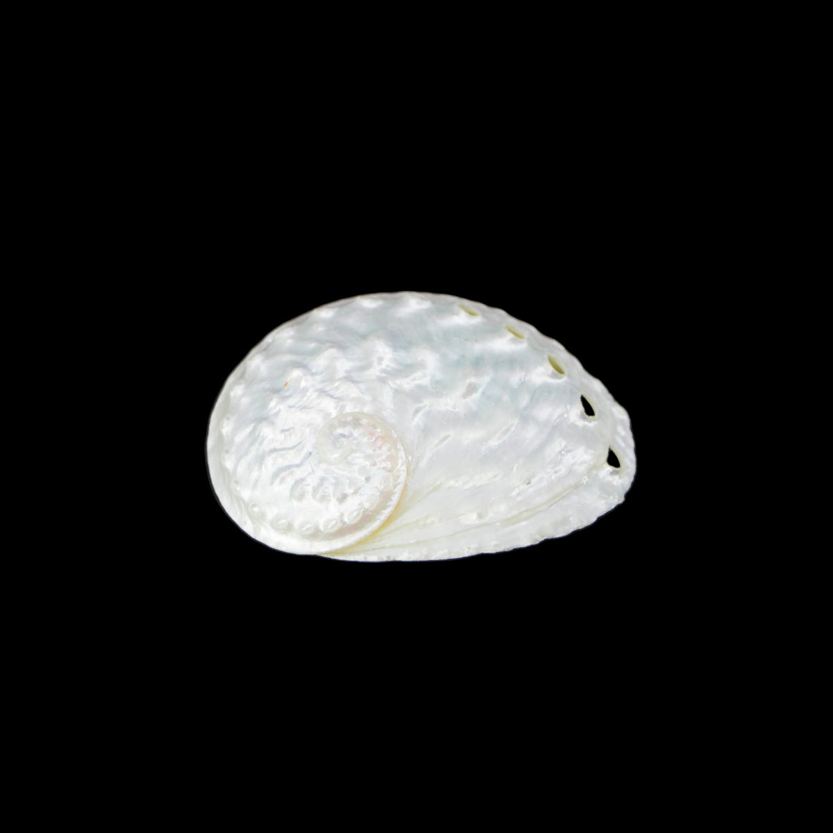Oval Abalone 2-2.5"