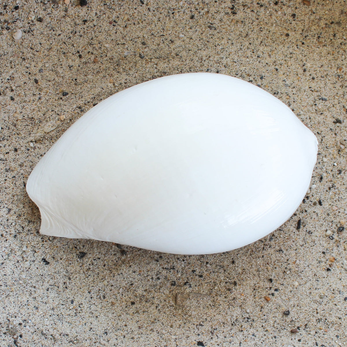 White Indian Volute 5-6"