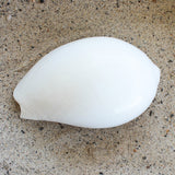 White Indian Volute 5-6"