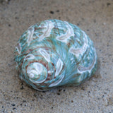 Jade Turbo Carved 3-4"