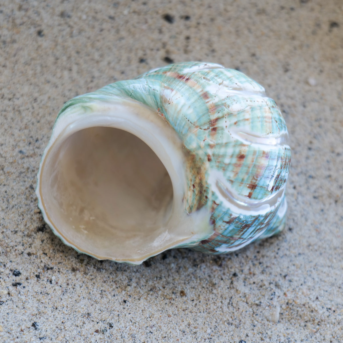 Jade Turbo Carved 3-4"
