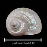Polished Jade Turbo 2.5-3.5"