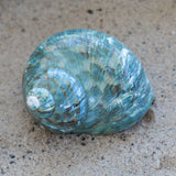 Jade Turbo Shell 2.5-3.5"