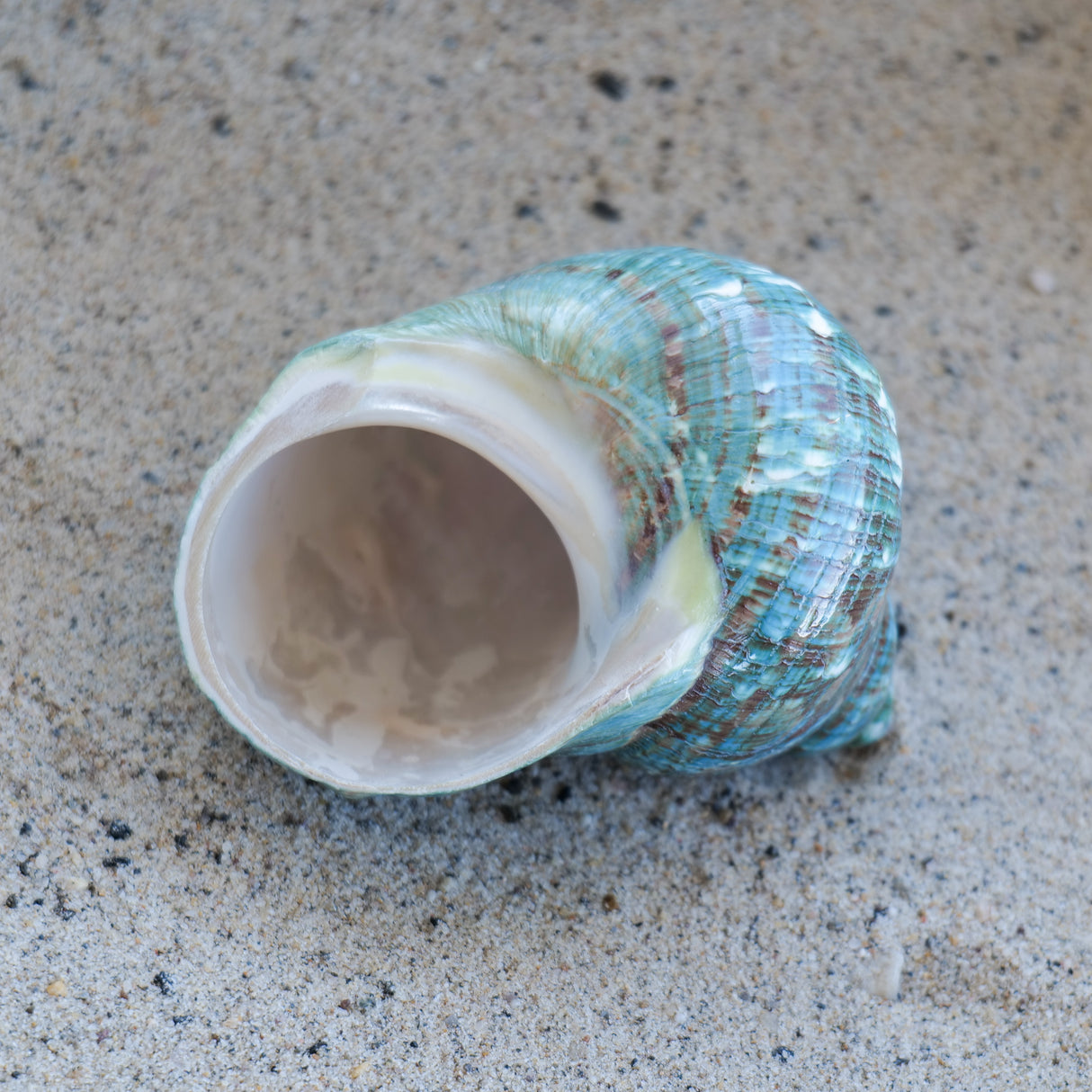 Jade Turbo Shell 2.5-3.5"