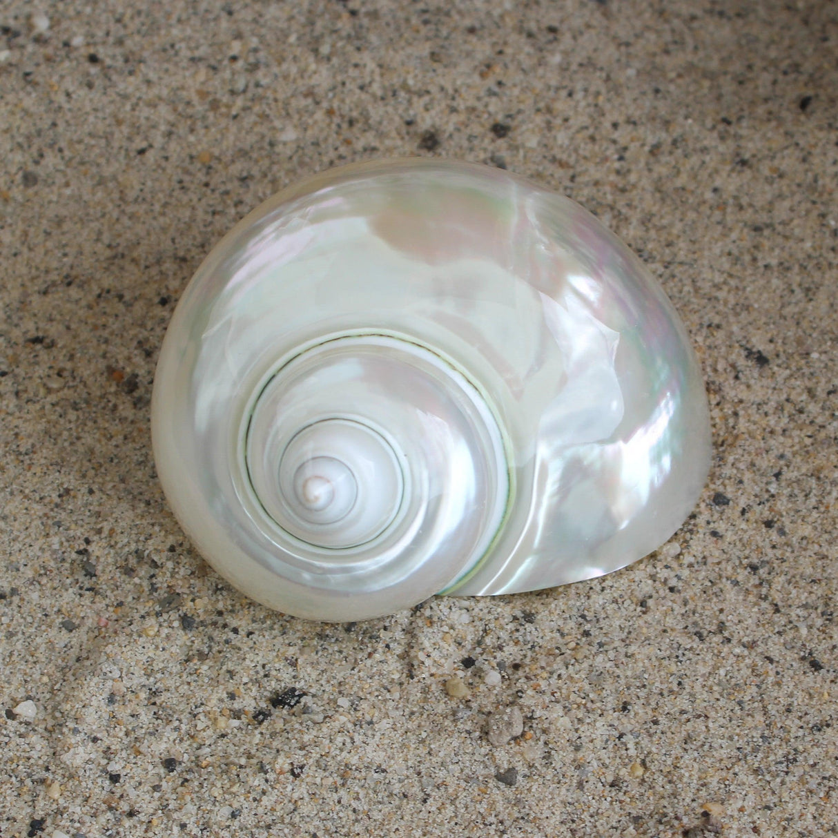 Polished Jade Turbo 2.5-3.5"