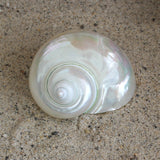 Polished Jade Turbo 2.5-3.5"