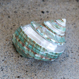 Jade Turbo Spiral 2-3"