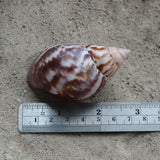 Japanese Landsnail 2.5-3"