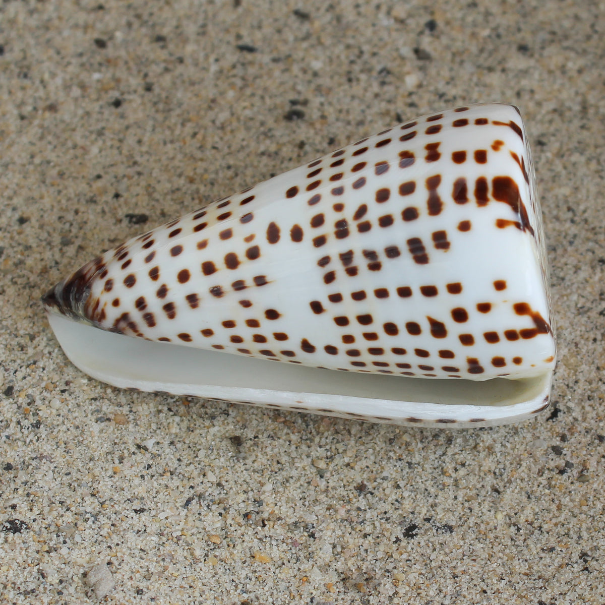 Lettered Cone 3-3.5"