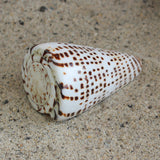 Lettered Cone 3-3.5"