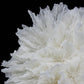 Lettuce Coral 7-10"