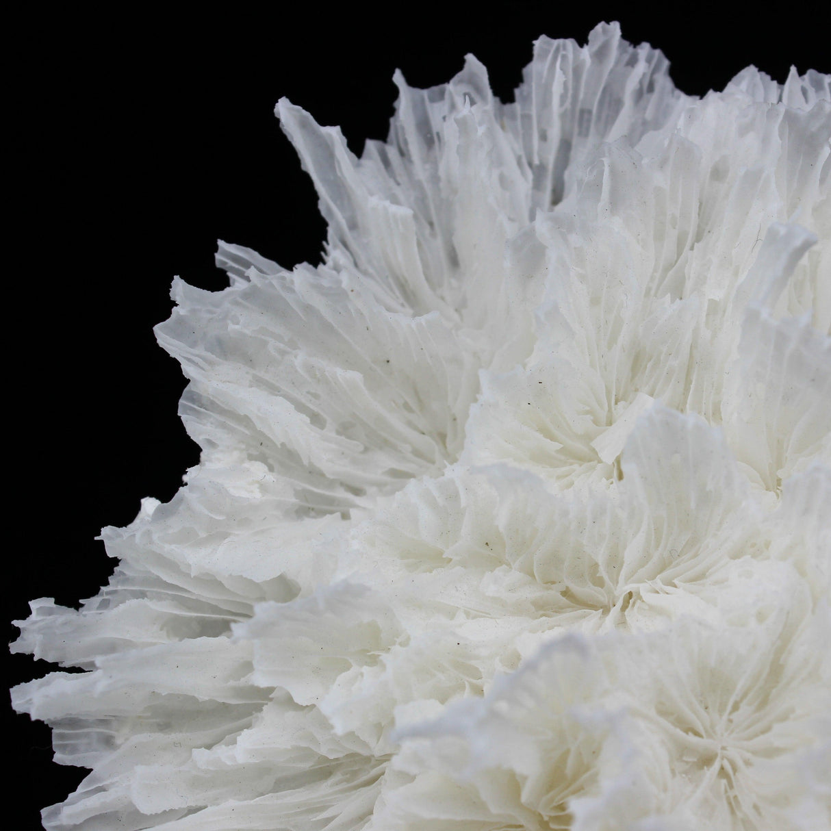 Lettuce Coral 7-10"