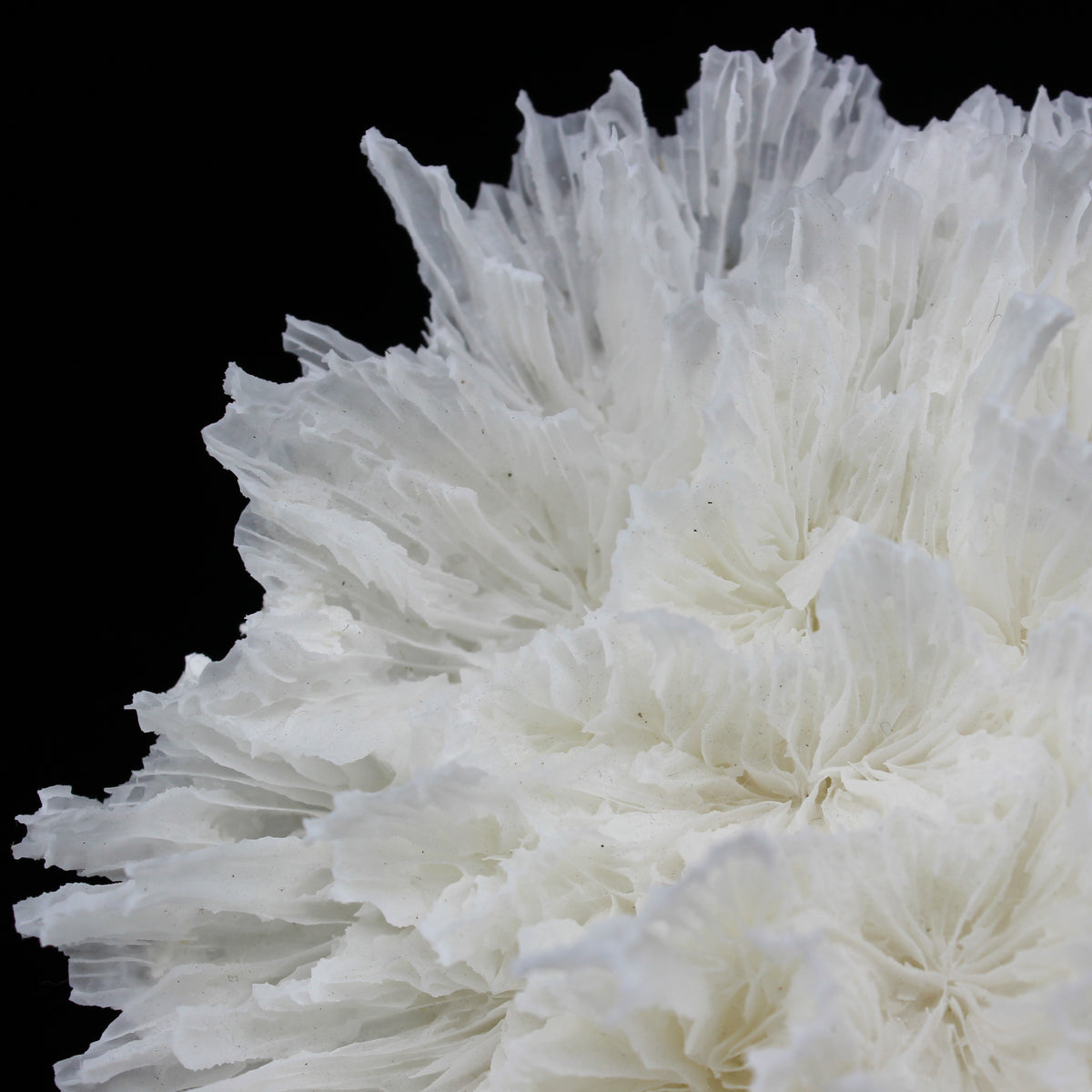 Lettuce Coral 10-12"