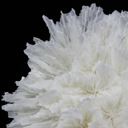 Lettuce Coral 10-12"