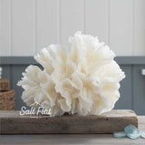 Lettuce Coral 7-10"