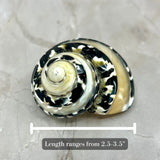 Magpie Banded 1.5-2"