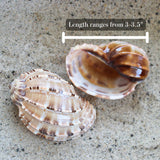 Major Harp 3-3.5"