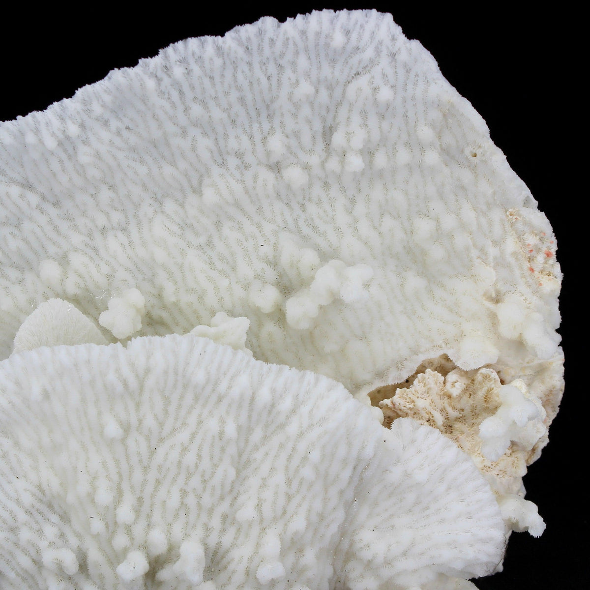 Merulina Coral 12-15"