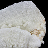Merulina Coral 12-15"