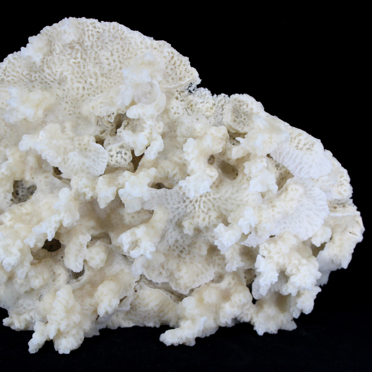 Merulina Coral 14-16"
