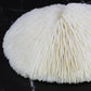 Mushroom Coral 5-6"