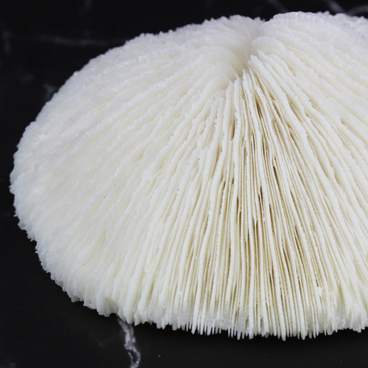 Mushroom Coral 5-6"