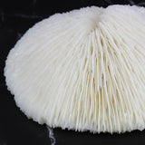 Mushroom Coral