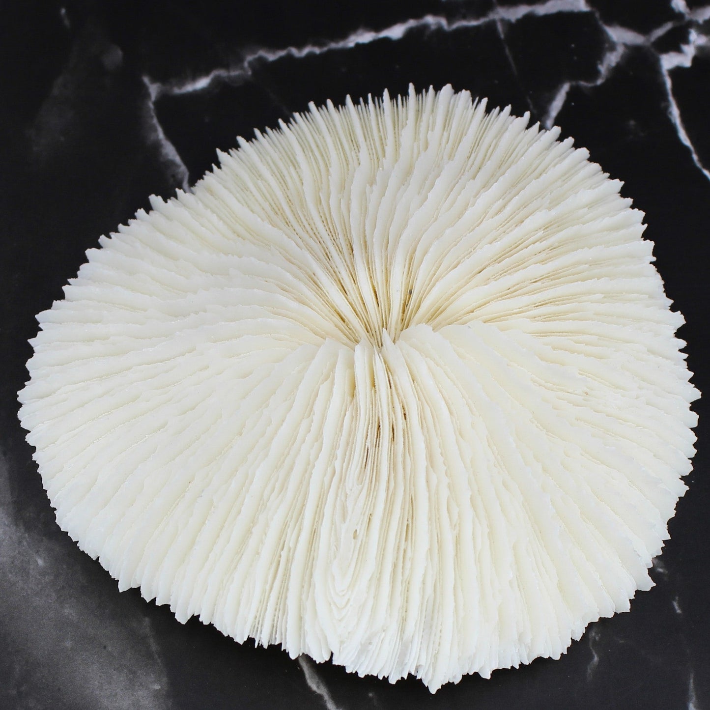 Mushroom Coral 5-6"
