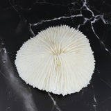 Mushroom Coral