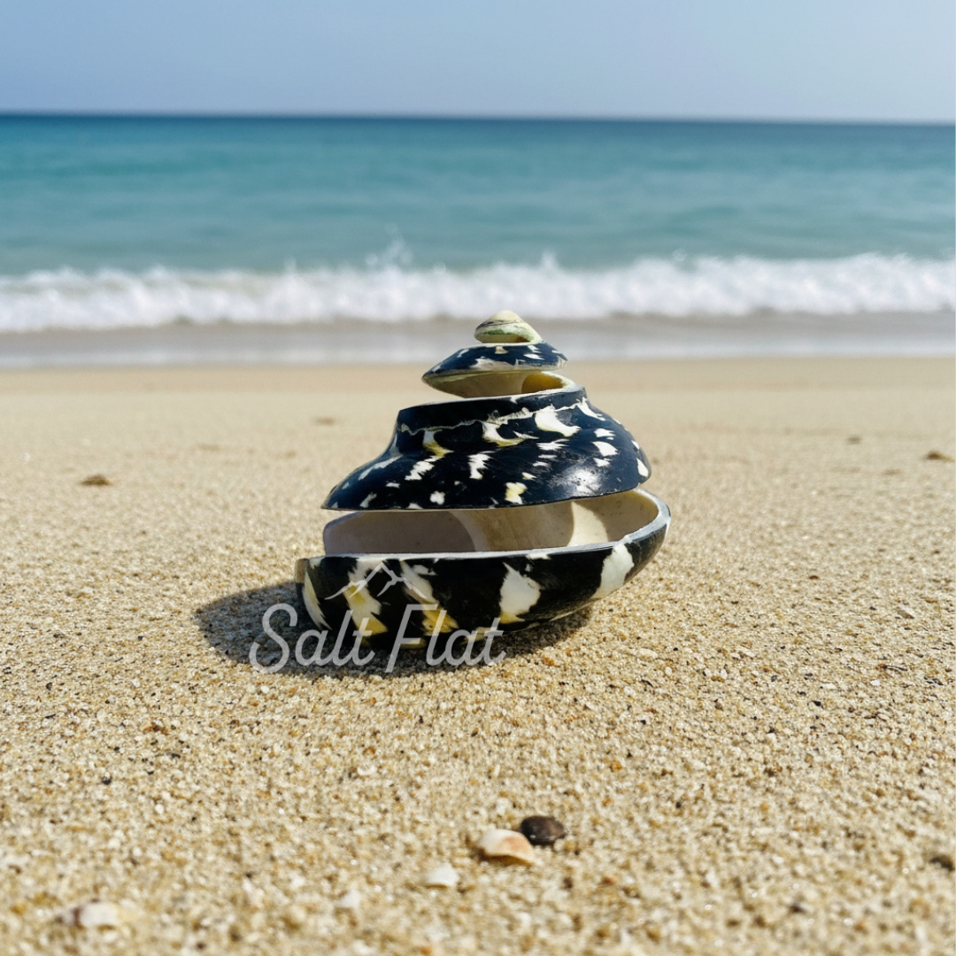 Magpie Spiral Cut 2-2.5"