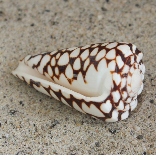 Marble Cone 2.5-3"