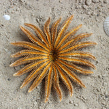 Mexican Sun Star 4-5"