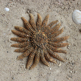 Mexican Sun Star 4-5"