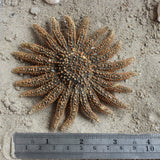 Mexican Sun Star 4-5"