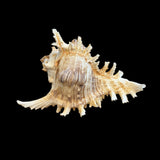 Ramose Murex