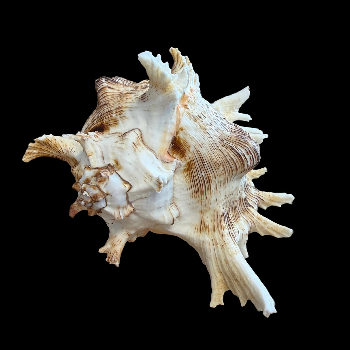 Ramose Murex