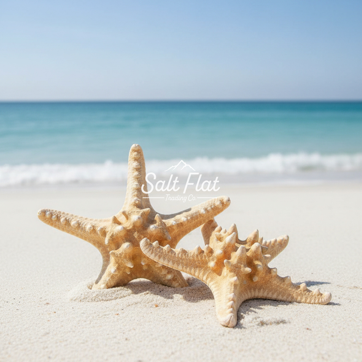 7-8" Natural Nobby Star