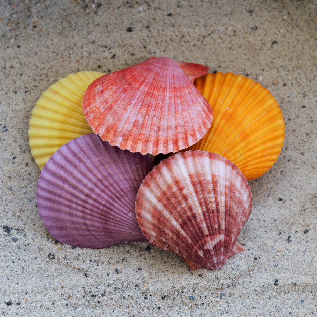 Noble Pecten