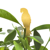 Plant Animals