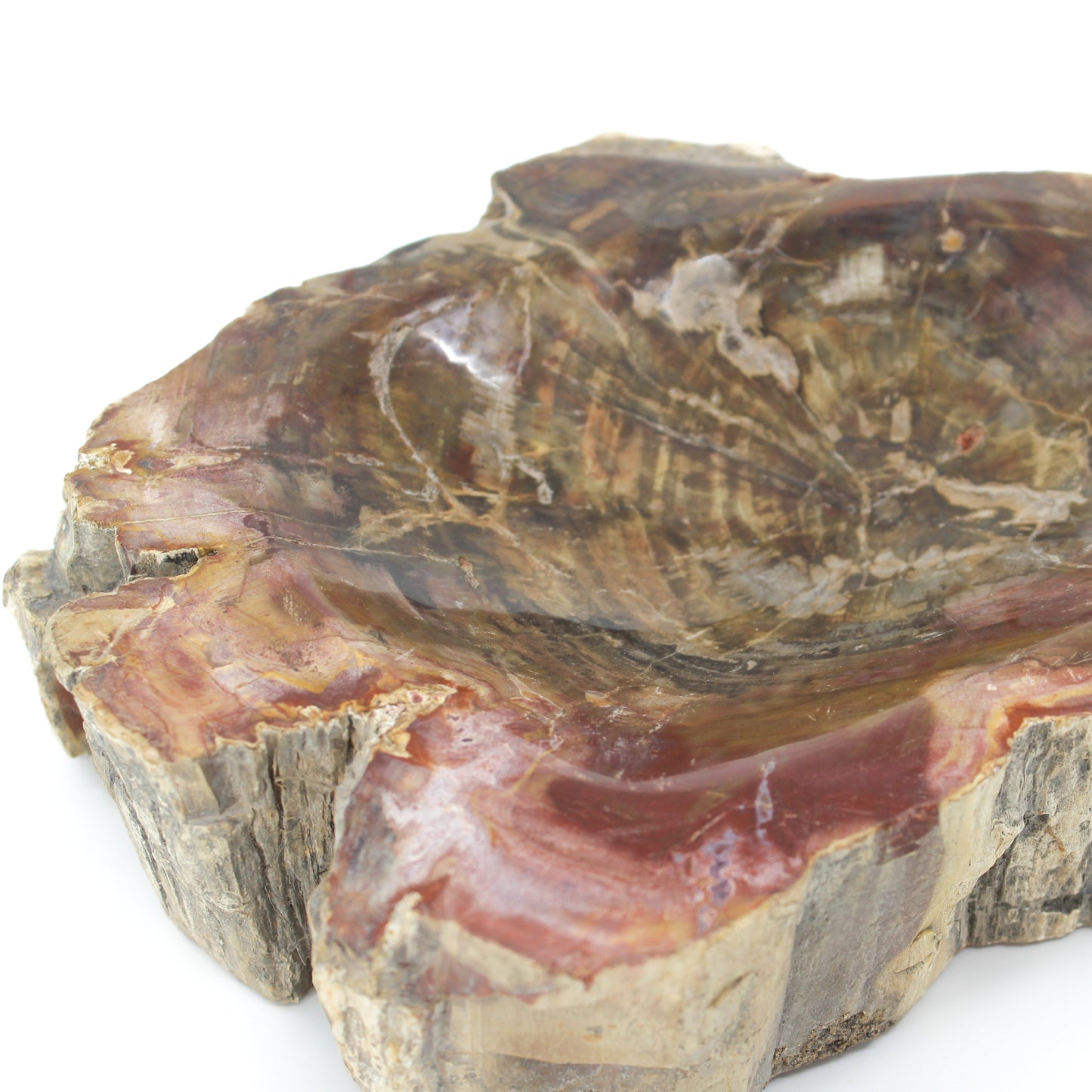 Petrified Wood Bowl 9-10"