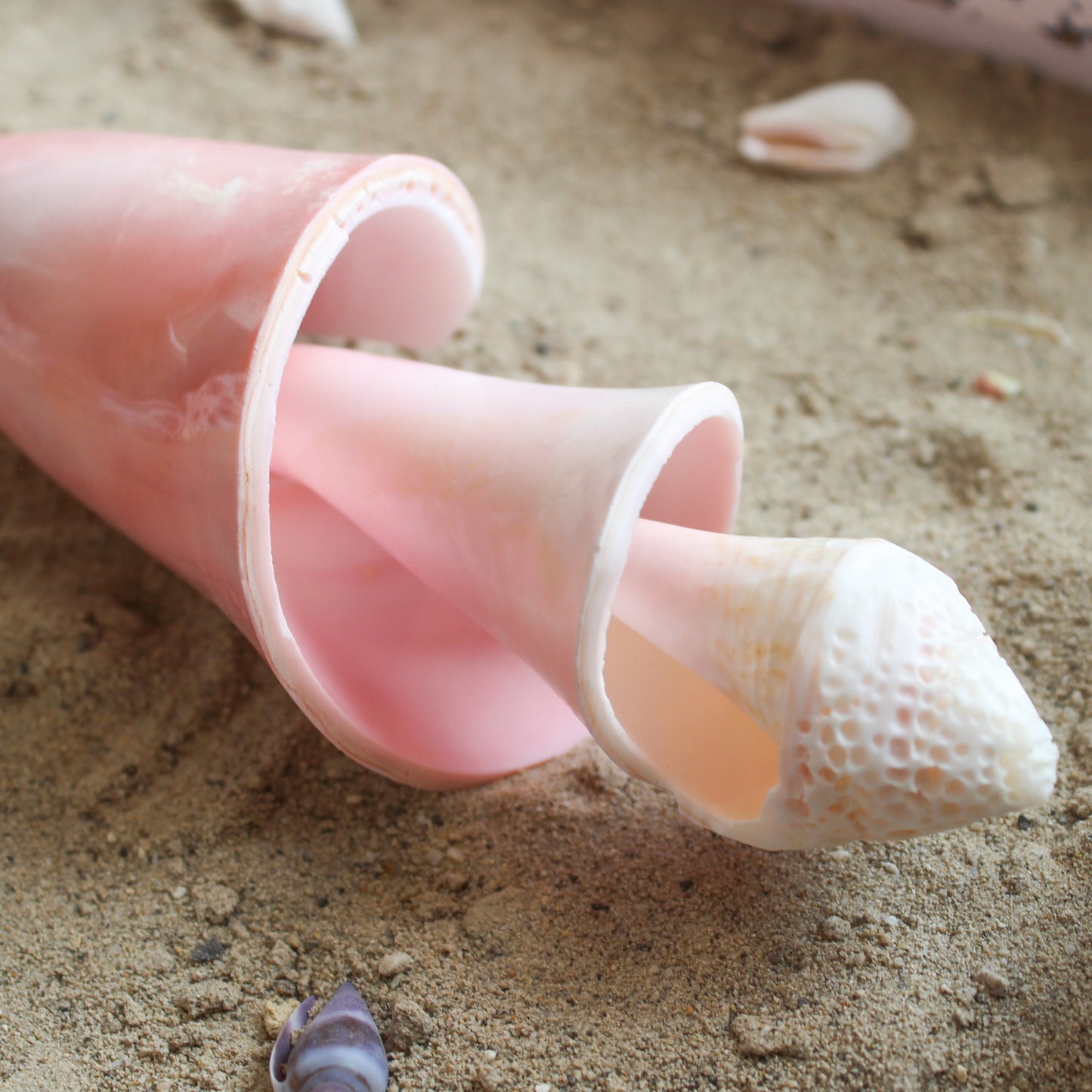 Pink Conch Spiral