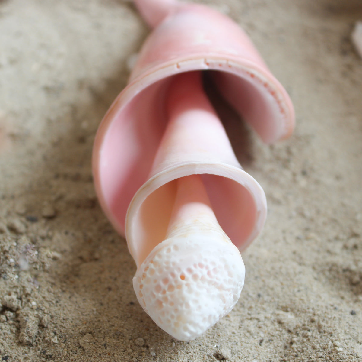 Pink Conch Spiral 7-8"