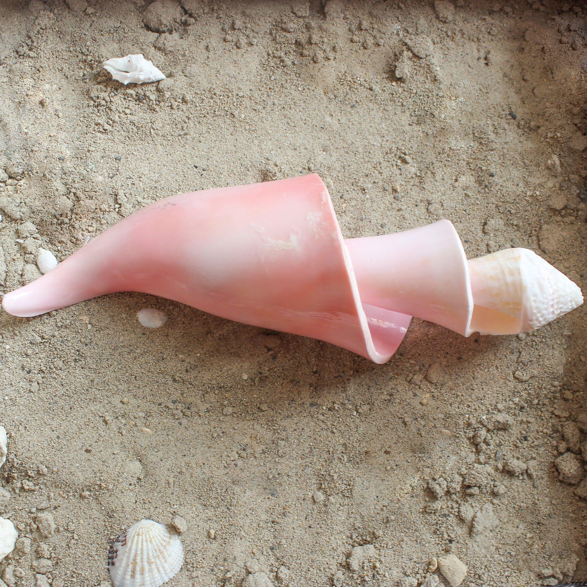 Pink Conch Spiral 7-8"