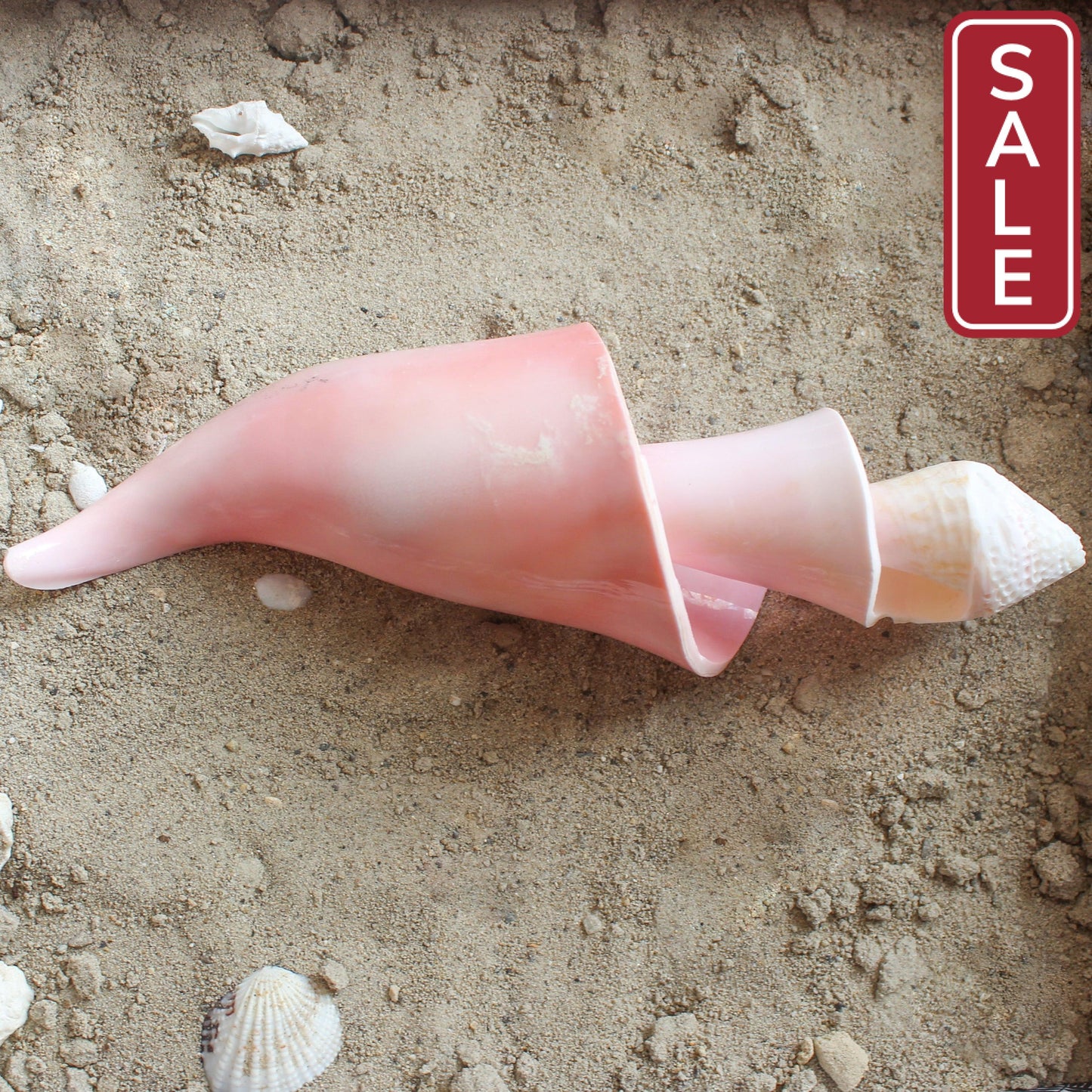 Pink Conch Spiral